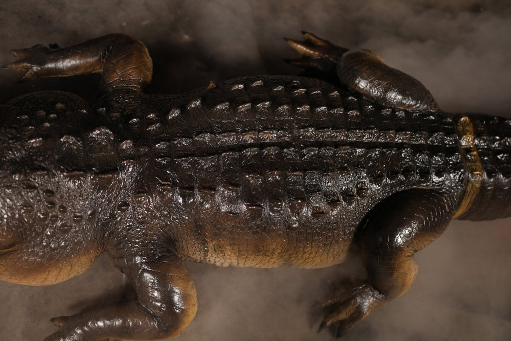 Alligator Display product image 3